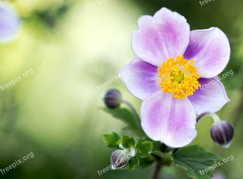 Campanula Pink Octopus Bellflower Flower Nature