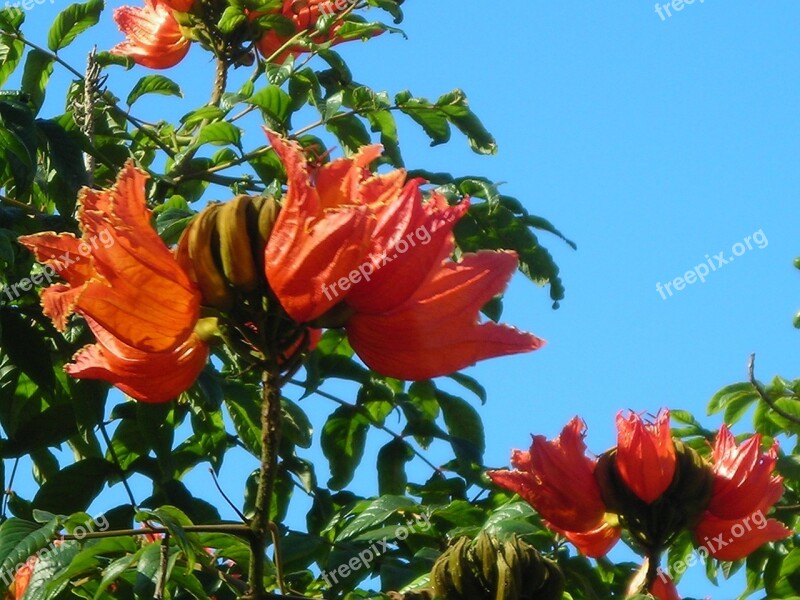 African Tulip Tree Flowers Tree Orange Red