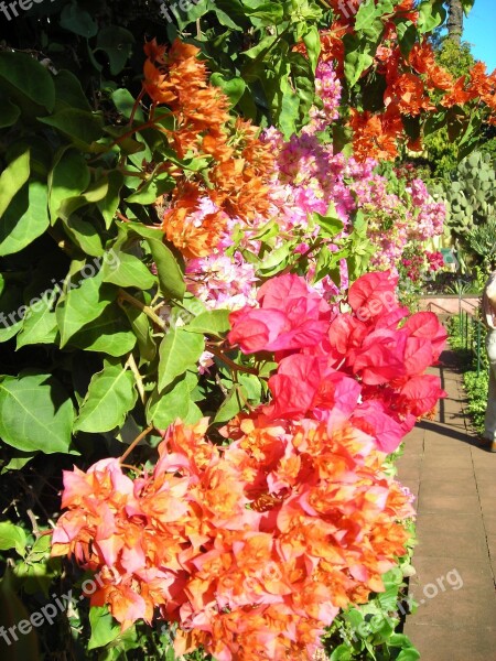 Bougainvillea Flowers Color Gorgeous Colorful