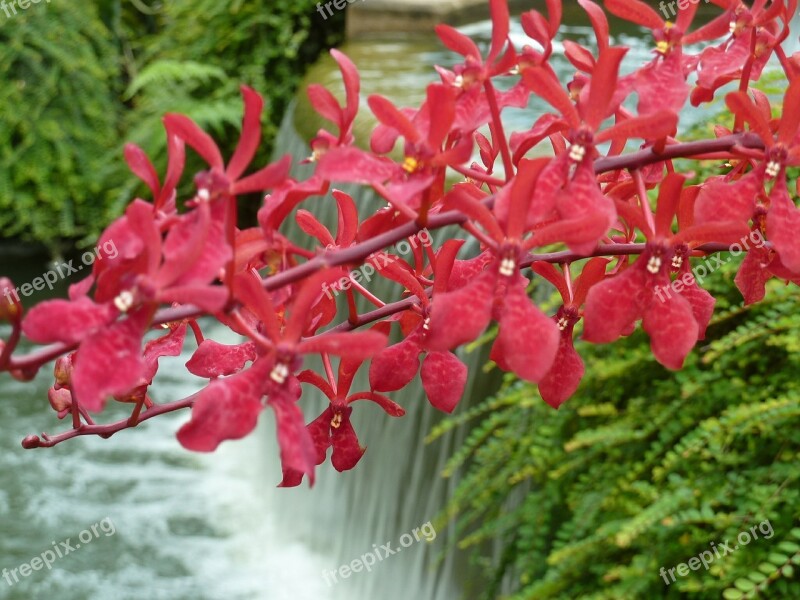 Orchid Pink Waterfall Flower Tropical