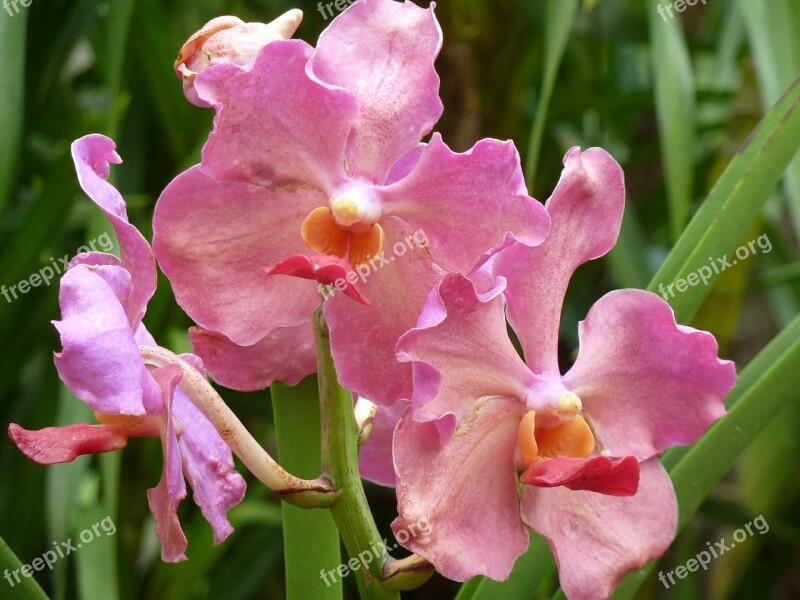 Orchid Pink Blossom Bloom Plant