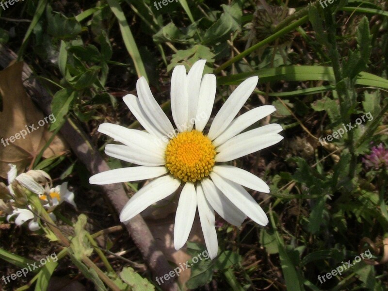 Daisy Flower Plant Nature Petal