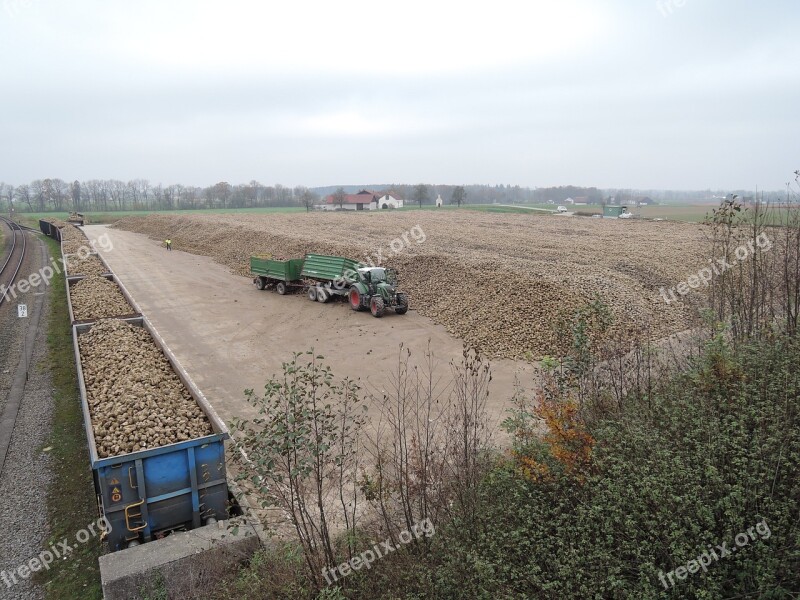 Sugar Beet Tractor Harvest Wealth Arable