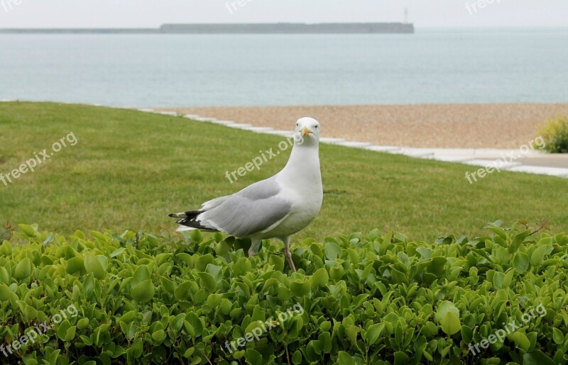 Bird Sea Wildlife Nature Beach