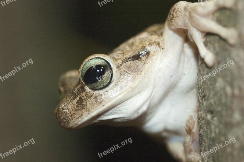 Frog Eye Venezuela Gerardo Nature