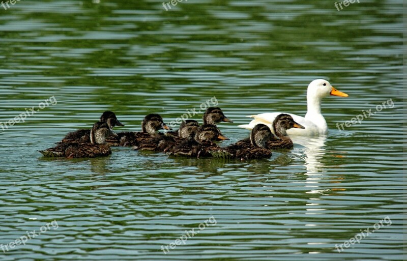 Duck Duckling Family Brood Pond