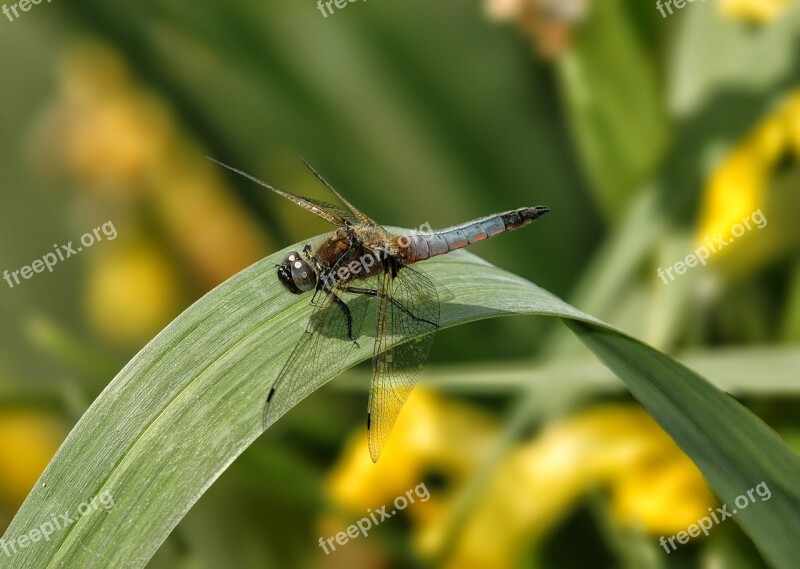 Dragonfly Insect Pond Leaf Macro