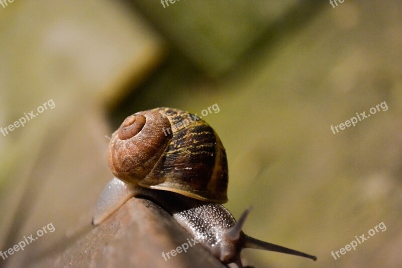 Snail Animal Nature Spiral Molluscum