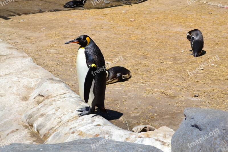 Penguin Animal Fauna Animals Mammals