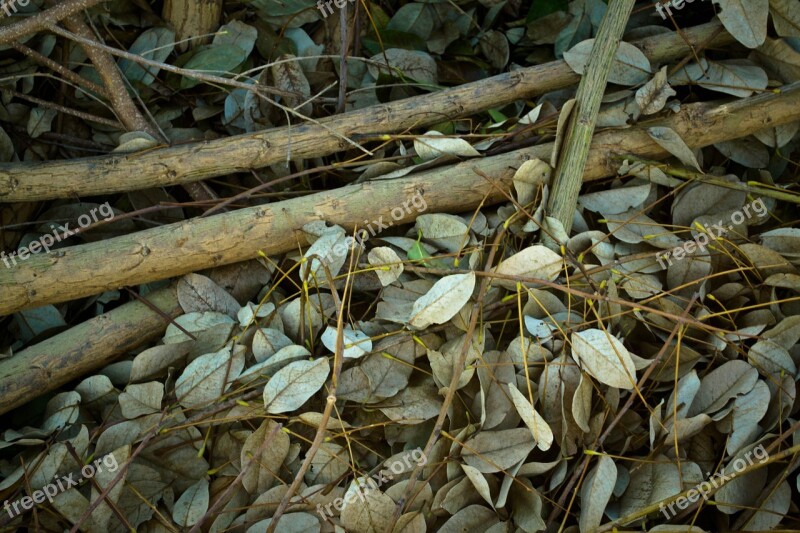 Autumn Dry Leaves Yellow Autumn Leaves