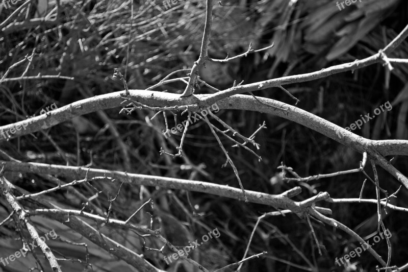 Branches Plant Trees Autumn Dried Leaves