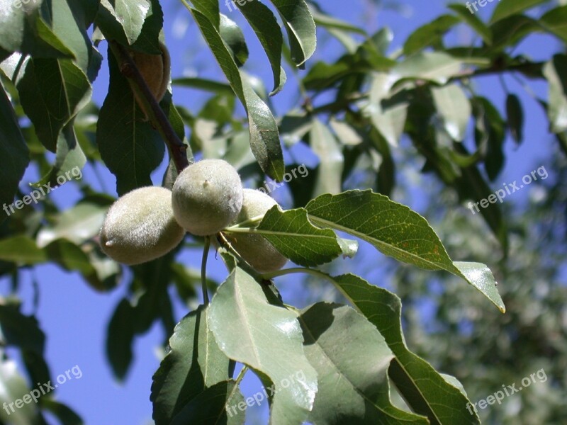 Almond Tree Agriculture California Free Photos