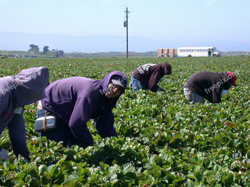 Ingathering Strawberry Hardwork Field Farm