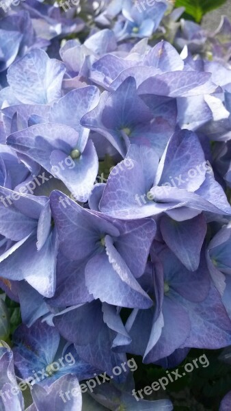 Hydrangea Brittany Flowers Blue Free Photos