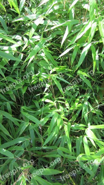 Bamboo Zen Freshness Free Photos