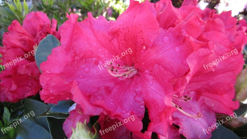 Azalea Dew Spring Flower Free Photos