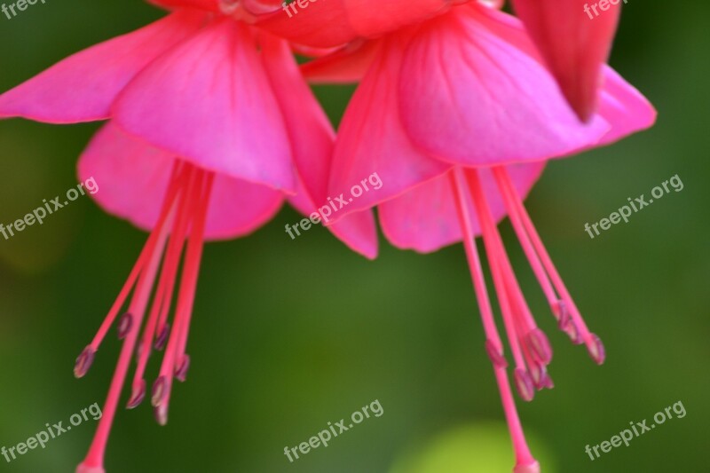 Flower Blossom Bloom Fuchsia Garden