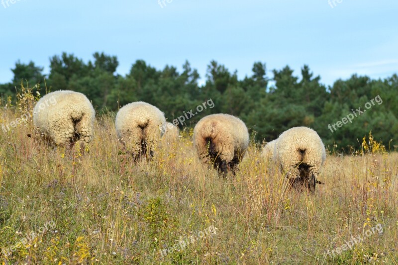 Sheep Animal Meadow Rügen Free Photos