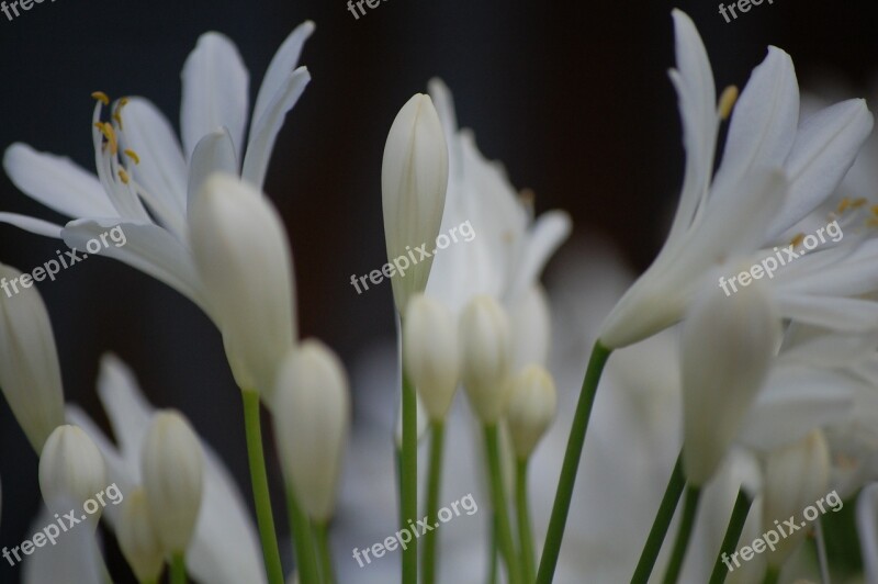 Agapanthus Flower White Blossom Bloom