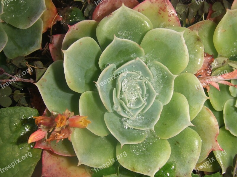 Succulent Plant Crassulacea Ice Free Photos