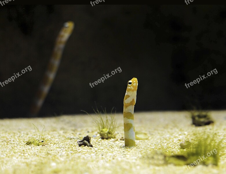 Worm Fish Aquarium Water Zoo