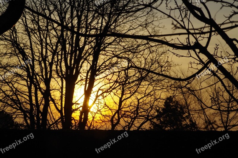 Trees Branches Aesthetic Sun Sunrise