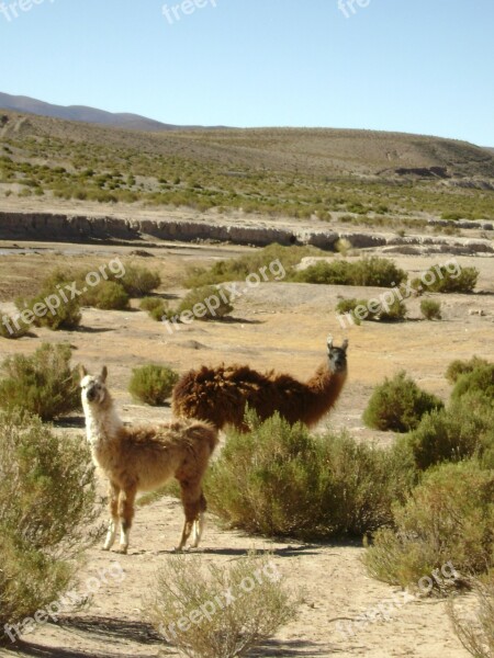 Llama Animal Nature Fauna Argentina