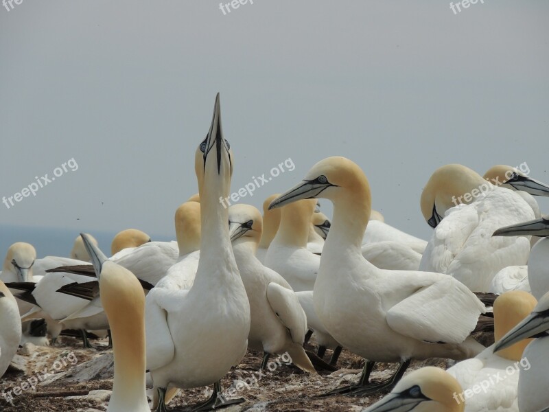 Northern Gannet Birds Bonaventure Island Gaspe Peninsula Free Photos