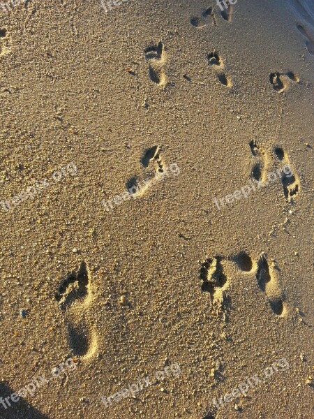 Sand Footprints Mar Beach Free Photos