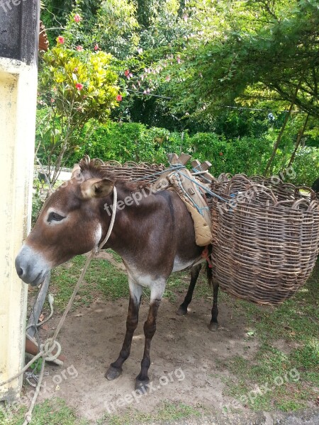 Donkey Animal Boipeba Free Photos