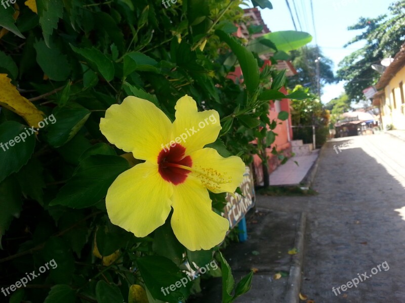 Flower Street Boipeba Free Photos