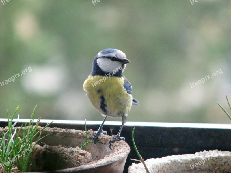 Eurasian Blue Tit Bird Small Perched Garden