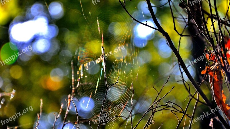 Forest Macro Nature Autumn Net