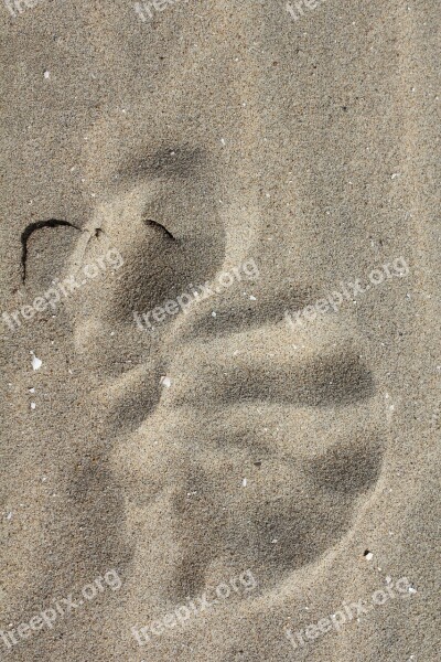 Traces Sand Shell Imprint Directory Mystery