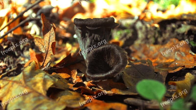 Mushroom Forest Fog Mud Free Photos