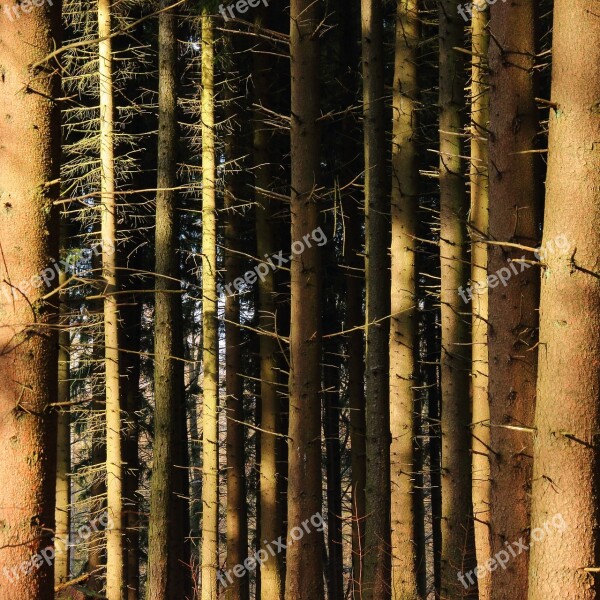 Forest Trees Tree Trunks Coniferous Forest Conifers