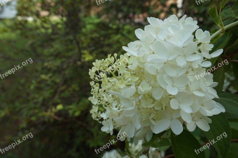 White Flowers Pure Nature Free Photos