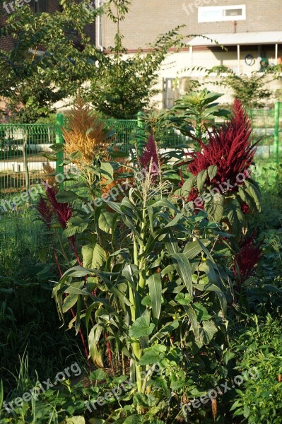 Flowers Nature Red Flower Greenery Plants