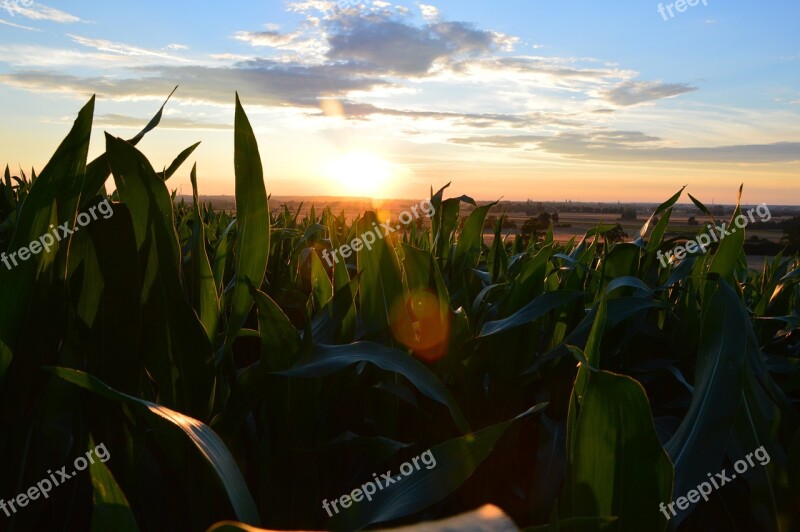 Field Corn Village Summer Agriculture