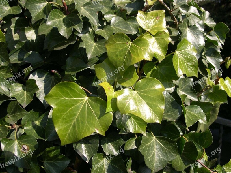 Ivy Nature Green Climber Plant Leaf