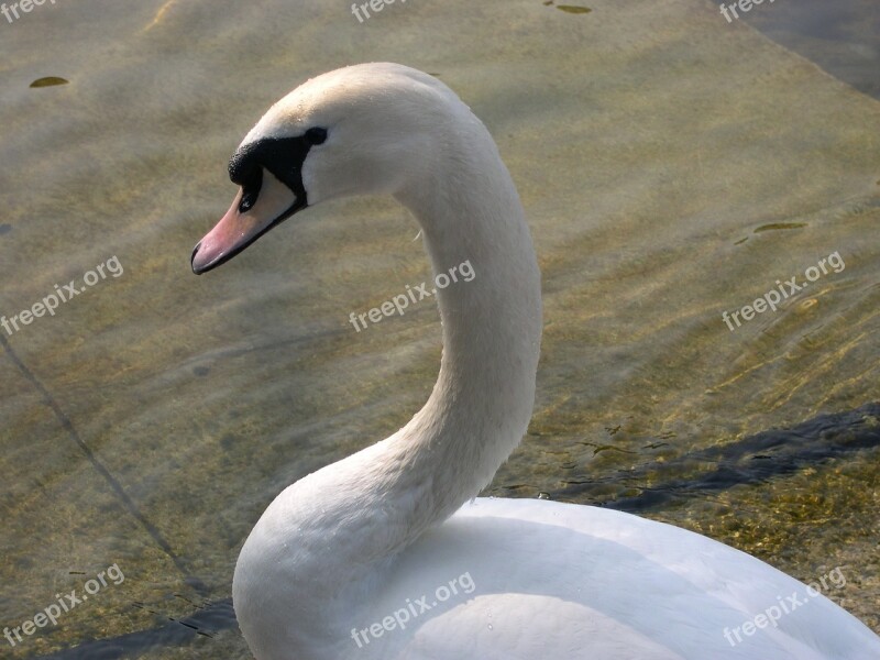 Swan Zurich Lake Water Bird Swans