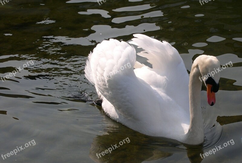 Swan Animal Lake Zurich Water