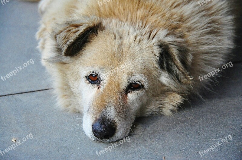 Dog Golden Animal Retriever Golden Retriever