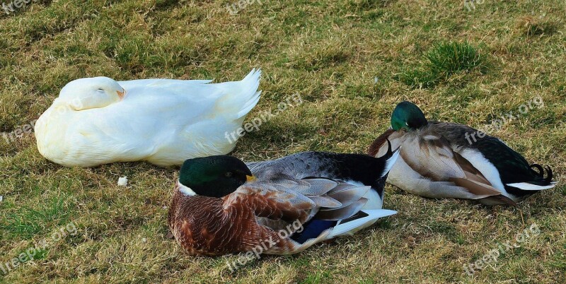 Duck Bird Animal Goose Feather