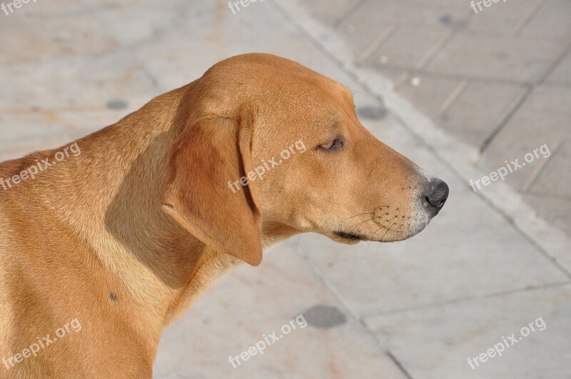 Dog Golden Retriever Animal Puppy