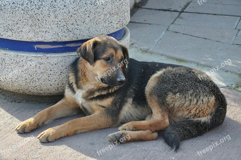 Dog Animal Doggy Labrador Brown