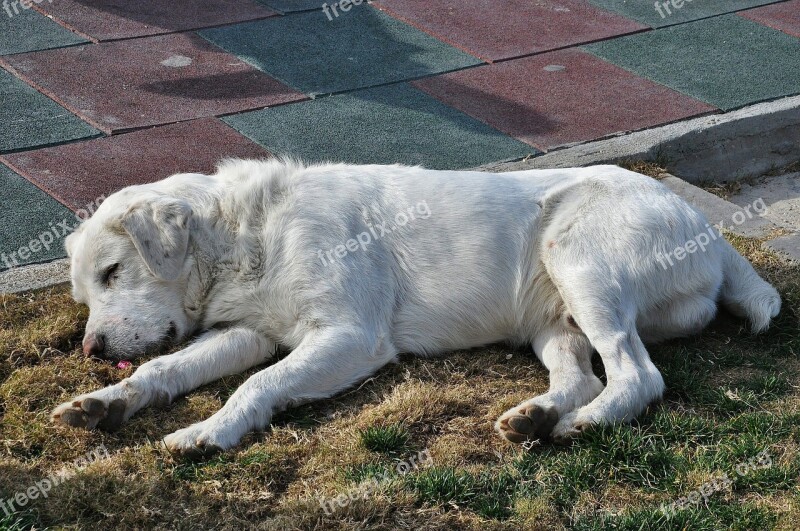 Retriever Dog Animal Golden Domestic