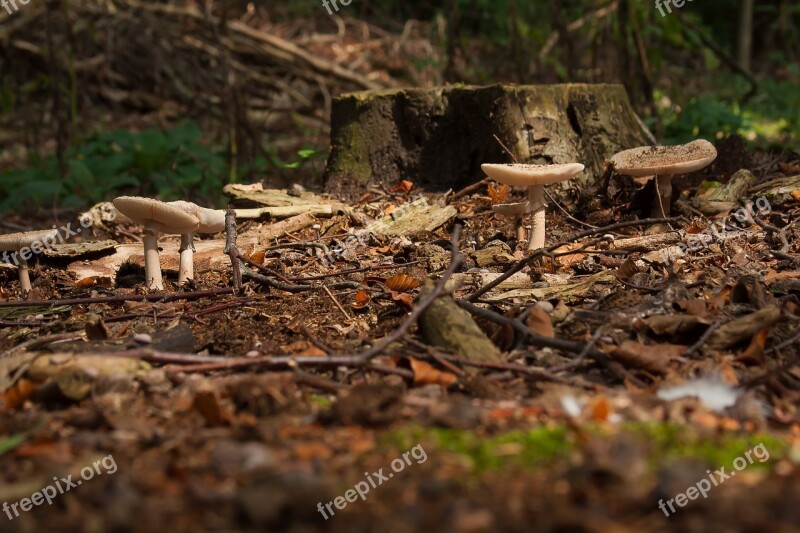 Mushrooms Forest Feather Nature Autumn