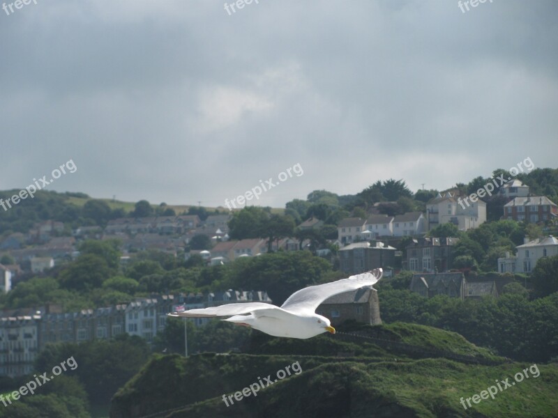 Seagull Bird Flight Gull Voyage