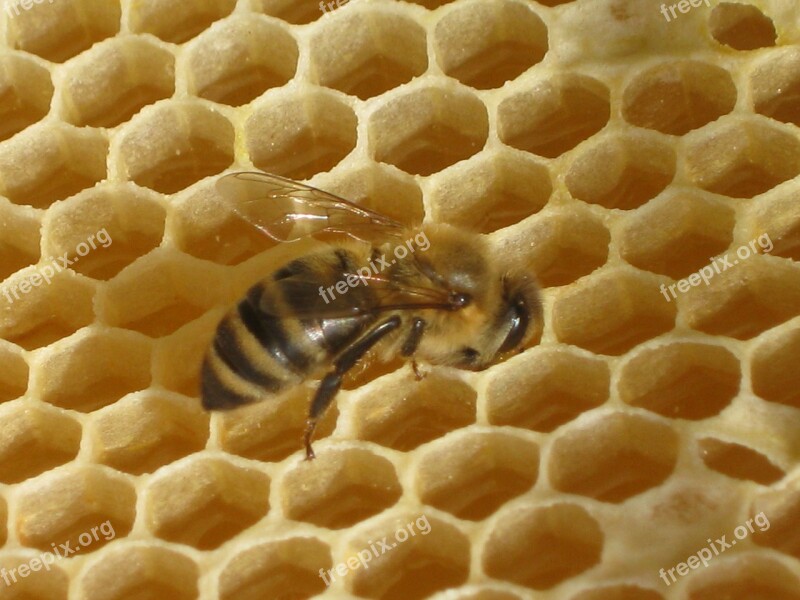 Nature Bee Honeycomb Honey Bee Wax